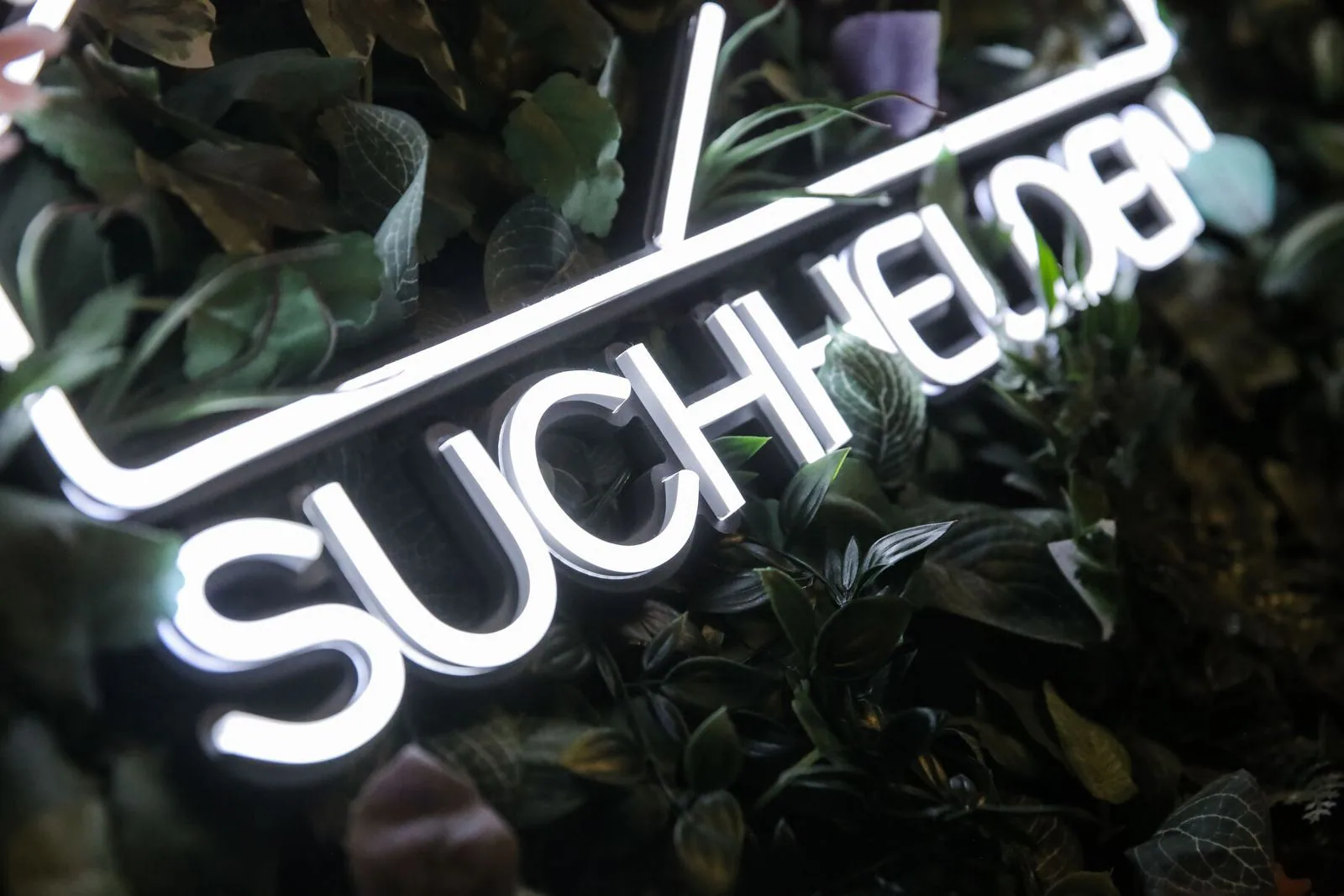 Neonschriftzug âSuchheldenâ zwischen Pflanzen im BĂŒro in OsnabrĂŒck Neonschriftzug âSuchheldenâ zwischen Pflanzen im BĂŒro in OsnabrĂŒck